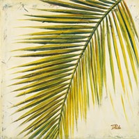 Baru Palm I Fine Art Print