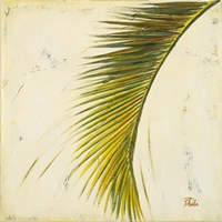 Baru Palm II Fine Art Print