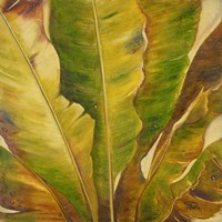 Uraba II Fine Art Print