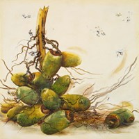 Racimo de Cocos I Fine Art Print