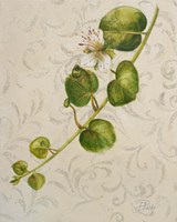 Botanica I Fine Art Print