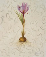 Botanica III Fine Art Print