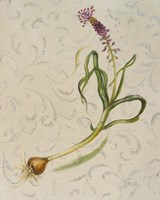 Botanica IV Fine Art Print