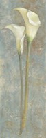 Calla Lily II Fine Art Print