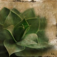 Succulent II Fine Art Print