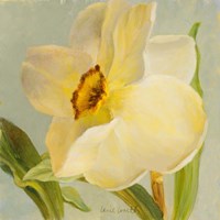 Daffodil Sky II Fine Art Print