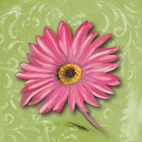 Blooming Daisy I Fine Art Print