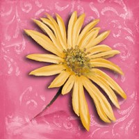 Blooming Daisy II Fine Art Print