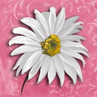 Blooming Daisy III Fine Art Print