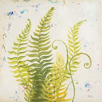 Nice Ferns II Fine Art Print