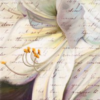 Lily Script I Fine Art Print