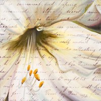 Lily Script II Fine Art Print