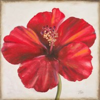 Red Hibiscus Fine Art Print