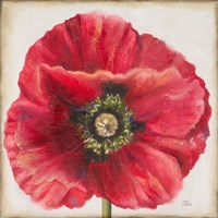 Red Poppy Fine Art Print