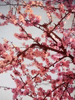 Cherry Blossoms II Fine Art Print