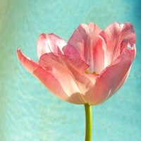 Pink Tulip Fine Art Print