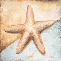 Seashell Collection II Fine Art Print