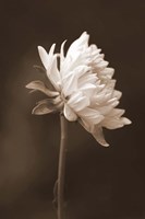 Sepia Flower I Fine Art Print