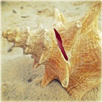 Conch Fine Art Print