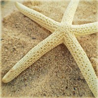 Starfish Fine Art Print