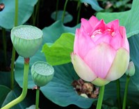 Purple Lotus I Fine Art Print