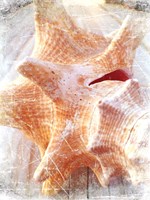 Conch I Fine Art Print