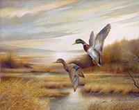 Mallards Fine Art Print