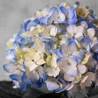 Hydrangeas I Fine Art Print