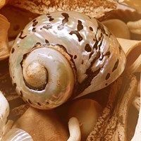 By the Seashore Square II Fine Art Print