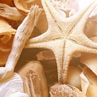 By the Seashore Square I Fine Art Print