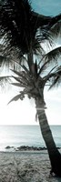 Cool Bimini Palm I Fine Art Print