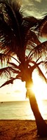 Warm Bimini Palm Fine Art Print