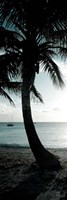 Cool Bimini Palm II Fine Art Print