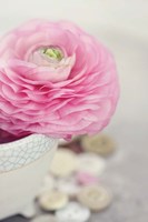 Softy Elegant II Fine Art Print