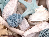 Bundle of Shells II Fine Art Print