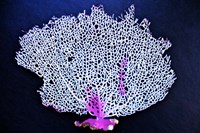 Coral On Navy I Fine Art Print