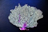 Coral On Navy II Fine Art Print