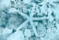 East Coast Shells II Fine Art Print