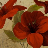 Bahama Flower I Framed Print