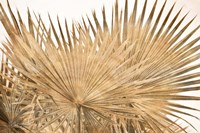 Dry Palm Leaves Panel Fine Art Print