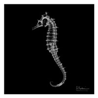 Seahorse In The Dark Fine Art Print