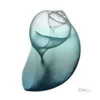 Water Snail 3 Fine Art Print