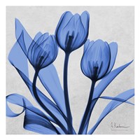 Midnight tulips 2 Fine Art Print