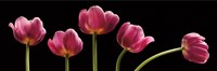 Five Tulips Fine Art Print