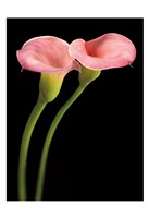 Pink Calla Lilies Fine Art Print