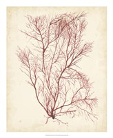 Watercolor Sea Grass I Fine Art Print