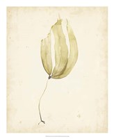 Watercolor Sea Grass III Fine Art Print