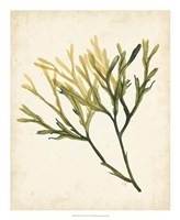Watercolor Sea Grass V Fine Art Print