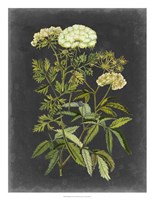 Bookplate Floral I Fine Art Print