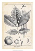 Vintage Hickory Tree Fine Art Print